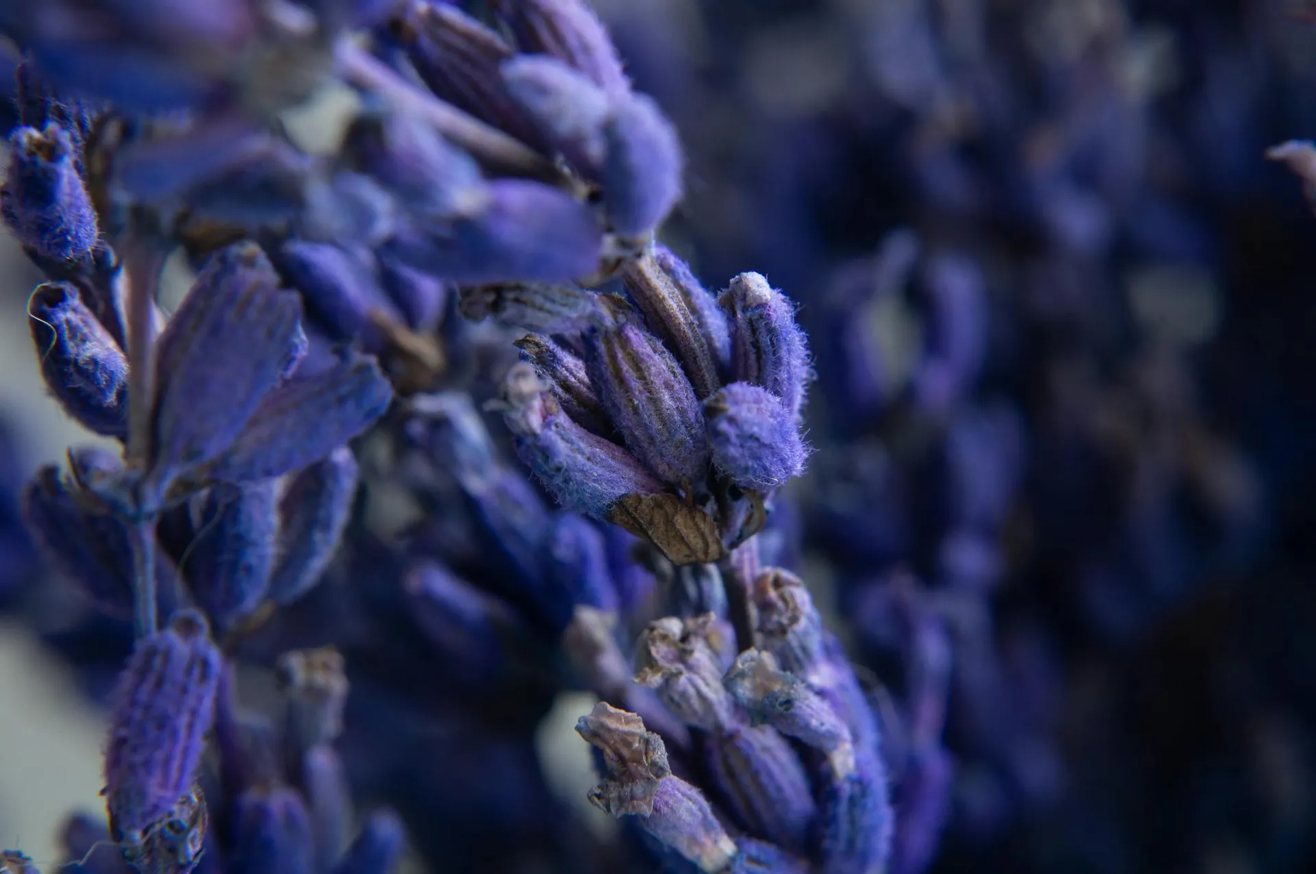 Dettaglio botanico: macro di lavanda essiccata, ricordo di un matrimonio