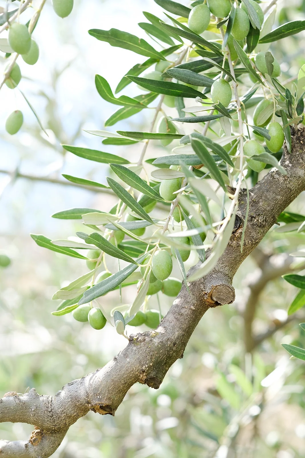 Dettaglio botanico: ramo d'ulivo con olive del giardino