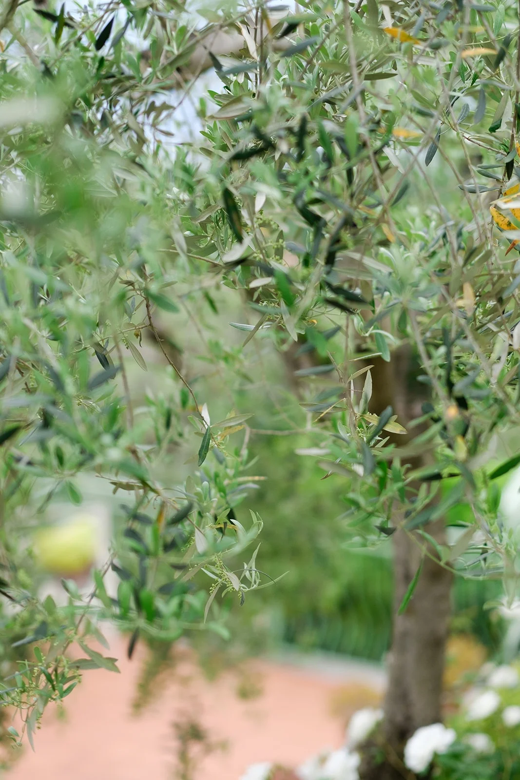 Dettaglio botanico: rami d’ulivo del nostro giardino